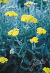 ACHILLEA clypeolata   Portion(s)