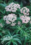 ACHILLEA sibirica ssp. camtschatica  'Love Parade'