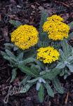 ACHILLEA tomentosa  'Golden Fleece'(TM) Portion(s)