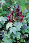 ACONITUM hemsleyanum  'Red Wine' Portion(en)