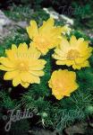 ADONIS vernalis   Portion(en)