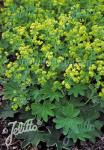 ALCHEMILLA sericata  'Gold Strike' Portion(s)