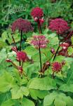 ANGELICA gigas   Portion(en)