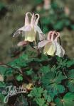 AQUILEGIA flabellata var. pumila f. kurilensis  'Rosea' Portion(s)