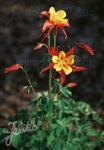 AQUILEGIA Caerulea-Hybr.  'Koralle' Portion(s)