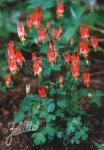 AQUILEGIA canadensis  'Little Lanterns' Portion(s)