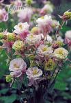 AQUILEGIA vulgaris Winky-Series 'Winky Double Rose-White' Portion(s)