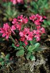 ARABIS blepharophylla  'Frühlingszauber' Portion(en)