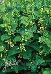 ARISTOLOCHIA clematitis   Portion(s)