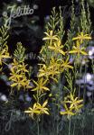 ASPHODELINE liburnica   Portion(en)