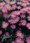 ASTER alpinus  'Happy End' Portion(s)