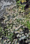 ASTER divaricatus   Portion(s)