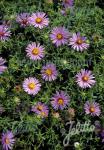 ASTER oblongifolius   Portion(en)