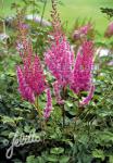 ASTILBE chinensis   Portion(s)