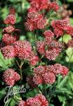 ASTRANTIA Major-Hybr.  'Rosensinfonie'