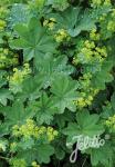 ALCHEMILLA xanthochlora   Korn