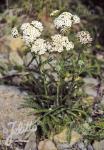 ACHILLEA millefolium  Wildform Portion(en)