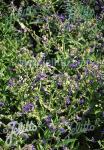 ANCHUSA officinalis   Portion(en)