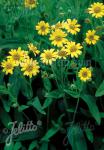 ARNICA chamissonis   Portion(s)