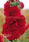 ALCEA rosea plena Chaters-Series 'Chaters red (scarlet)' Portion(s)