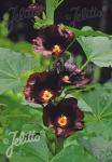 ALCEA Rosea-Hybr. Spotlight Series 'Blacknight'