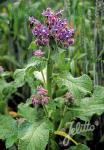 BORAGO officinalis   Portion(s)