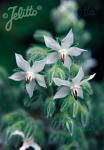 BORAGO officinalis  'Alba' Portion(en)