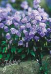 CAMPANULA cochleariifolia  'Bavaria Blue' Portion(s)