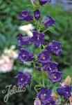 CAMPANULA medium  Blue single Portion(s)