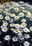 LEUCANTHEMUM x superbum  'Brightside' Portion(en)