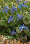 CLEMATIS integrifolia  'Blue Ribbons'