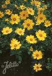 COREOPSIS pubescens  'Sunshine Superman' Portion(s)