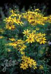 COREOPSIS major   Portion(s)