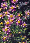 COREOPSIS rosea   Portion(en)