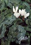 CYCLAMEN hederifolium f. albiflorum   Korn