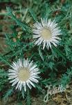 CARLINA acaulis ssp. caulescens   Portion(s)