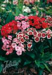 DIANTHUS barbatus nanus  'Midget' Portion(en)