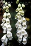 DIGITALIS purpurea  'Snow Thimble'