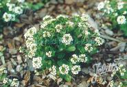 DRABA ramosissima   Portion(en)