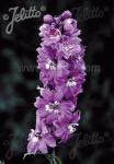 DELPHINIUM Pacific-Hybr. Magic Fountains-Series 'Magic Fountains Lilac-rose', white … Portion(s)