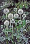 ECHINOPS bannaticus  'Star Frost'