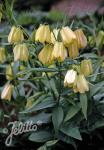 FRITILLARIA pallidiflora   Portion(s)