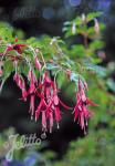 FUCHSIA magellanica   Portion(en)