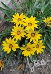 GAZANIA linearis  Colorado Gold® Portion(s)