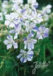 GERANIUM pratense  'Striatum' Portion(s)