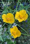 GLAUCIUM flavum   Portion(en)