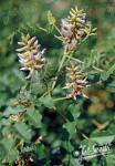 GLYCYRRHIZA uralensis   Portion(s)