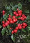 GAULTHERIA procumbens  'Redwood'(TM) Korn