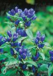 GENTIANA Makinoi-Hybr.  'Royal Blue' Seeds