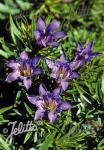 GENTIANA Paradoxa-Hybr.  'Blauer Herold' Korn